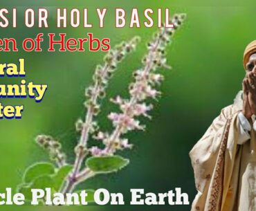 Tulasi|Holy Basil|Immunity Booster|Reduces Fever,Cold&Cough|Just Jaivik|Organic India