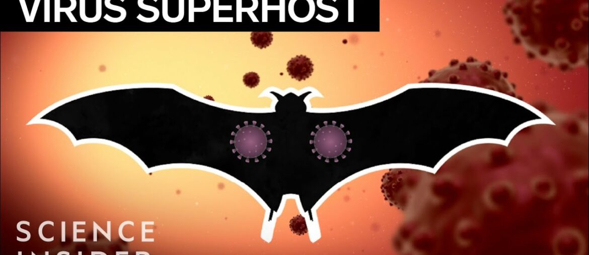 Why Bats Can Fight Off So Many Viruses