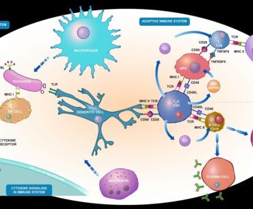 COVID 19 IMMUNITY:How does the body respond to the coronavirus?