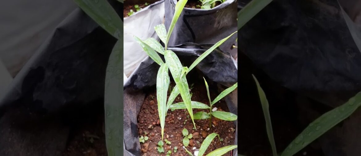 Ginger for Immunity to fight against Cold, Sore Throat etc during Covid times