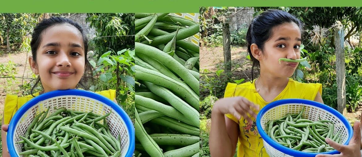 Health benefits of green beans | Amazing Green beans | Interesting Facts about green beans