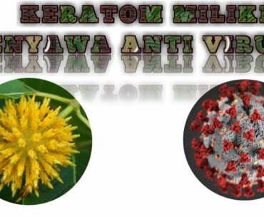 KRATOM PENANGKAL KORONA  COVID19