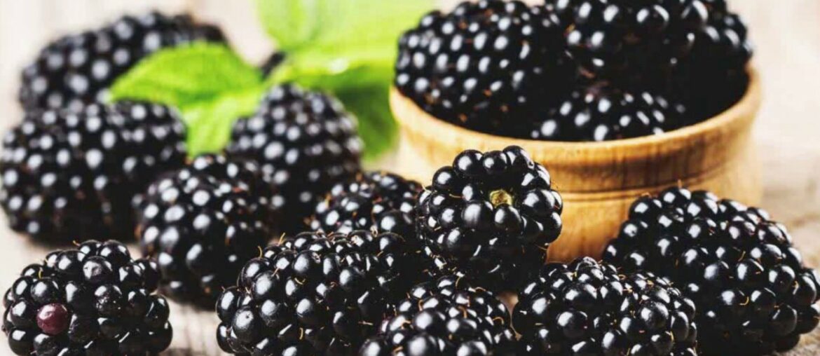 AMAZING Nutritional Facts and Health Benefits OF Black Berries