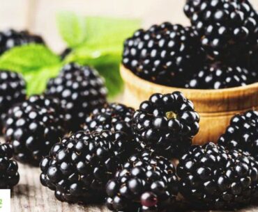 AMAZING Nutritional Facts and Health Benefits OF Black Berries