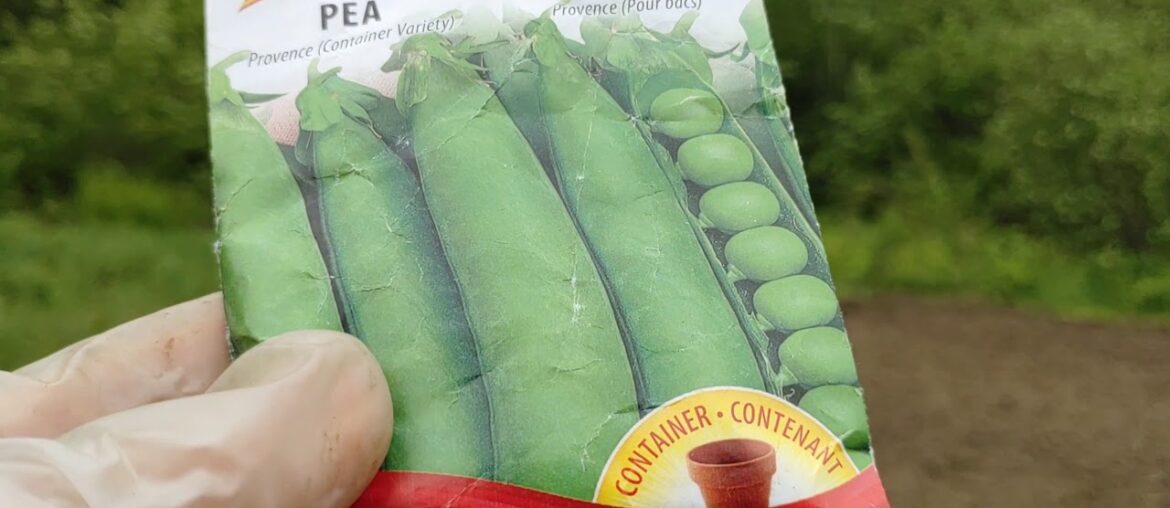 June14 part 1 today my #gym #workout is working in the 50' by 24' #garden