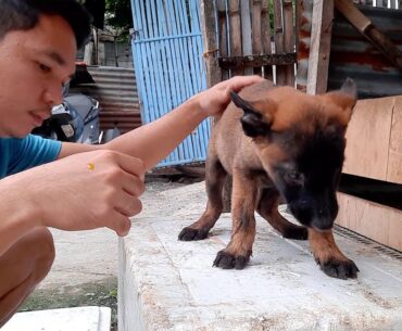 Belgian Malinois. Food and Vitamin care. Trip ni Mandyboy 003.