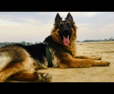 Omega-3 supplement for dogs.