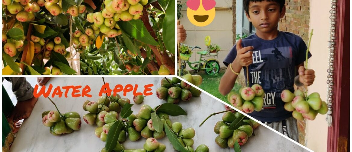 How to Grow water apple @home garden , Health Benefits