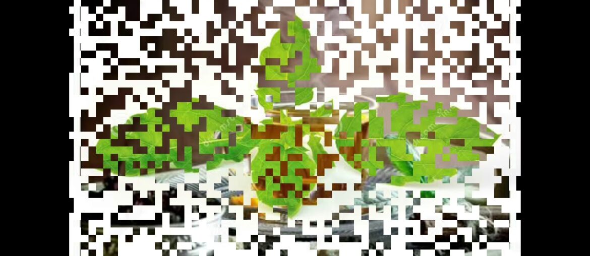 #immunitybooster #kadha #covid19 #corona How to make Kadha