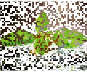 #immunitybooster #kadha #covid19 #corona How to make Kadha