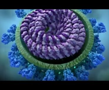 How COVID-19 Affects the Body