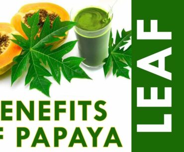 Benefits and Uses of Papaya Leaf || Papaya Leaf Juice || Leaf Juice Is The Perfect Remedy To Dengue