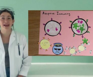 The Human Immune System VS. COVID -19