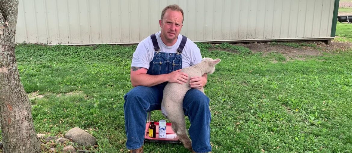 Lamb Vitamin B Injection