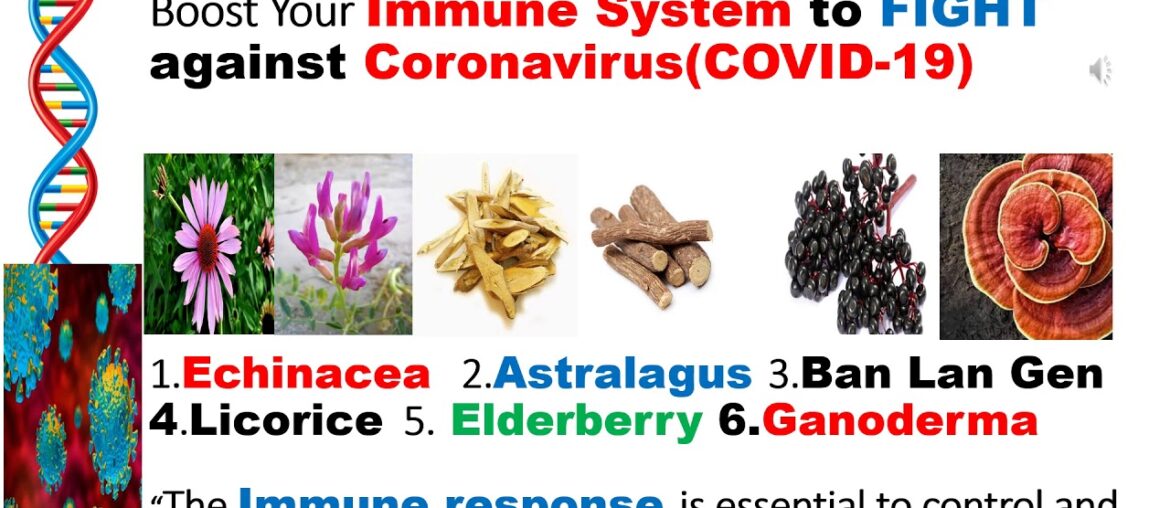 6 TCM ANTIVIRAL Herbs HELPFUL to BOOST Your IMMUNE System against CORONAVIRUS / COVID-19 PREVENTION.