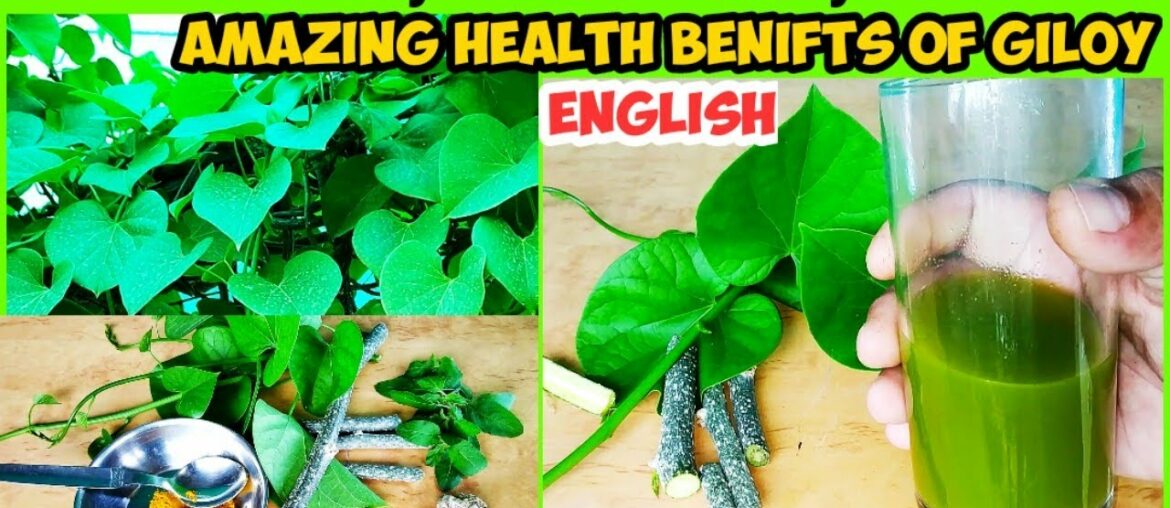 Use Of Giloy As Immunity Booster : Protection Against Corona Virus, Ayurvedic Medicinal Herb