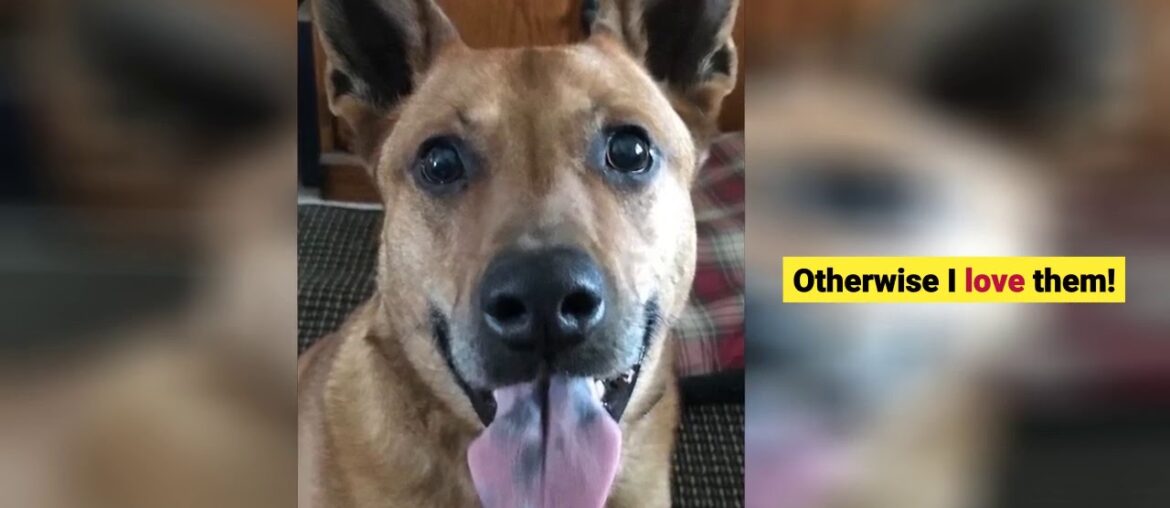 Greenies Original Teenie Natural Dental Dog Treats review - Dog Treats Milk-Bone Daily Vitamin...