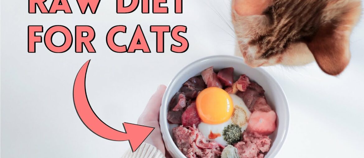 How To Raw Feed Your Cat - Nutrition Details You NEED To Know