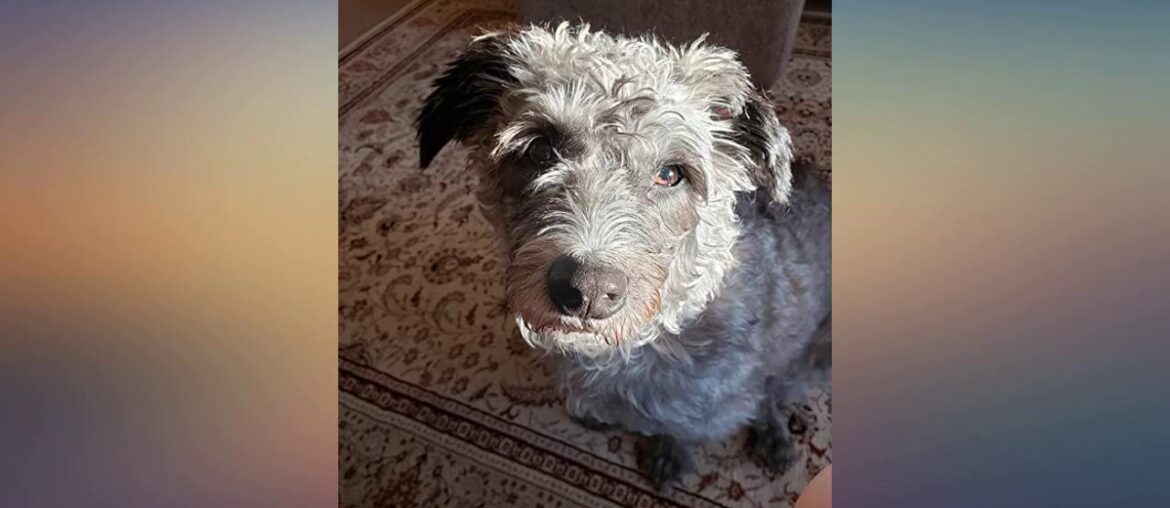 10 in 1 Dog Multivitamin with Glucosamine - Essential Dog Vitamins with Glucosamine Chondr