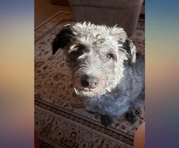 10 in 1 Dog Multivitamin with Glucosamine - Essential Dog Vitamins with Glucosamine Chondr