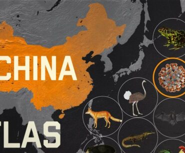 How wildlife trade is linked to coronavirus