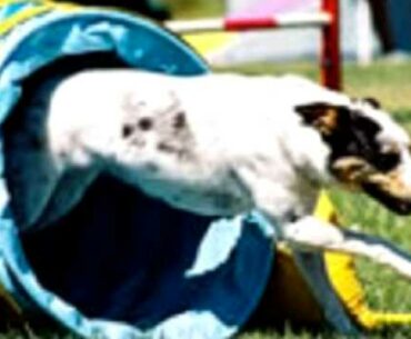 Canine supplements: how to choose the right dog vitamins