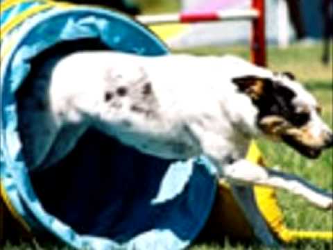 Canine supplements: how to choose the right dog vitamins