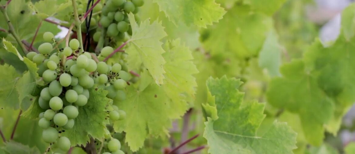 Grapes are Full of Vitamin C