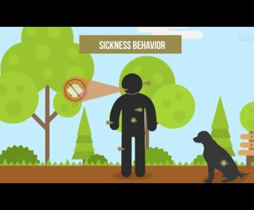 The Effects of Fasting on Infections