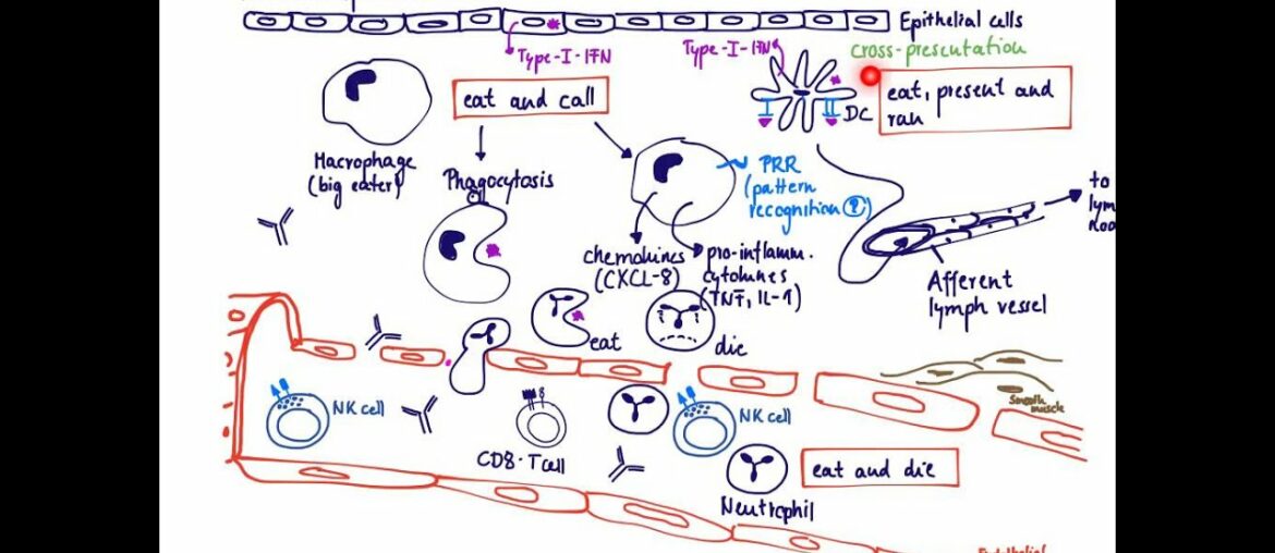 Brandl's Basics: Innate immune response to virus
