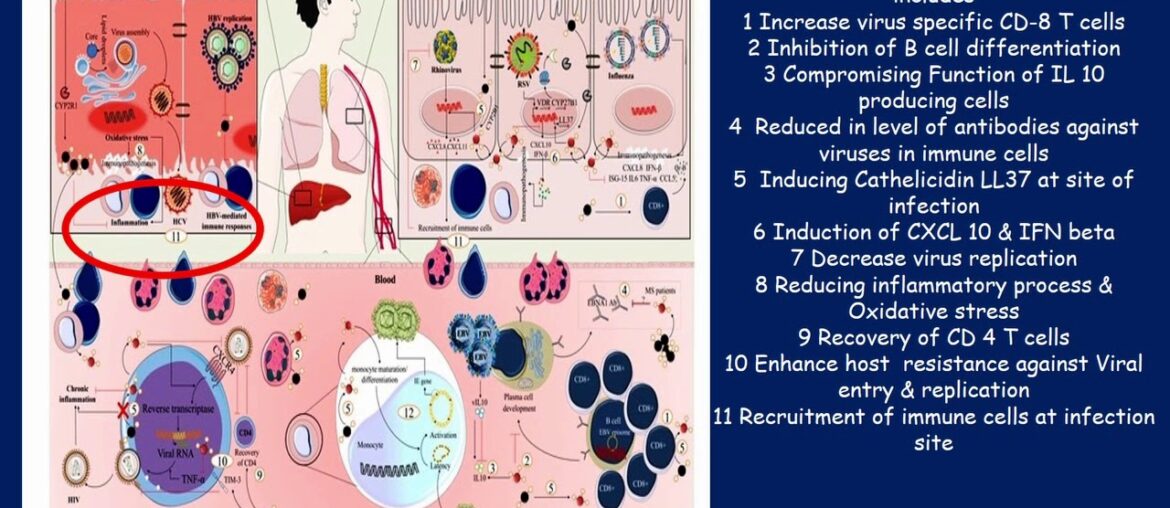 Movie Vit D Source & Immune System
