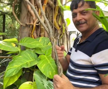 Best home remedy for immunity in times of Covid-19