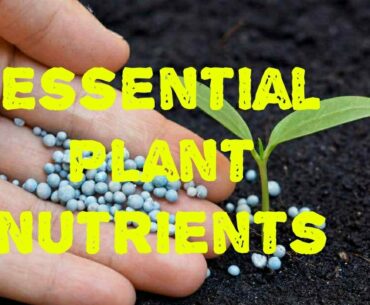 Plant Nutrition and Role of Essential Nutrients