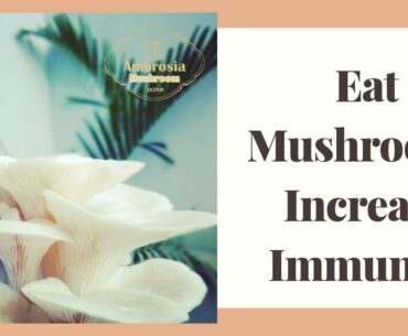 Increase Your #Immunity by eating #Mushrooms | Eat #Oyster Mushrooms stay #Healthy Immunity Booster