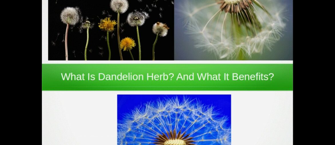 What Is Dandelion Herb? And What It Benefits? #dandelionherb #herbs #vitamin