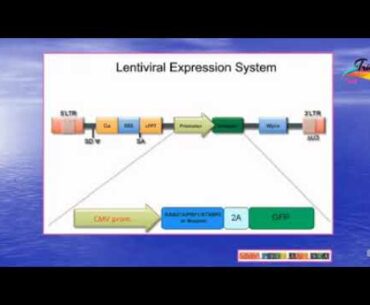 Kicking Up an Immune System Storm: COVID-19 and Hyper-Inflammation 24/06/2020
