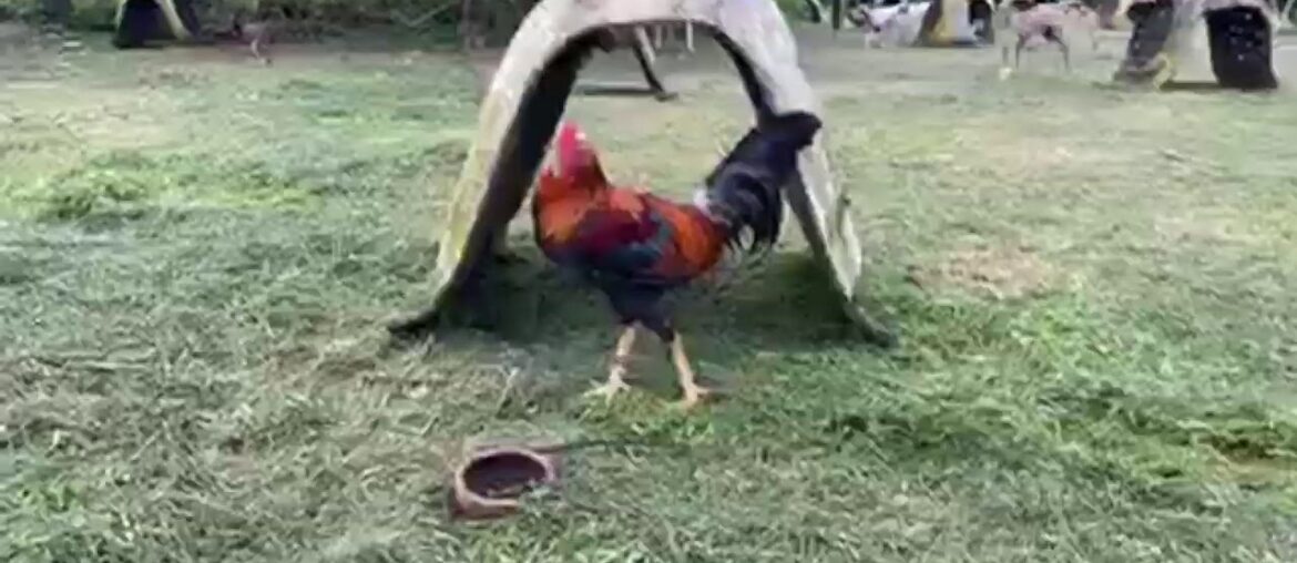 INJECT NG VITAMIN B COMPLEX