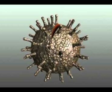 Understanding the Immune System, Including Transfer Factor