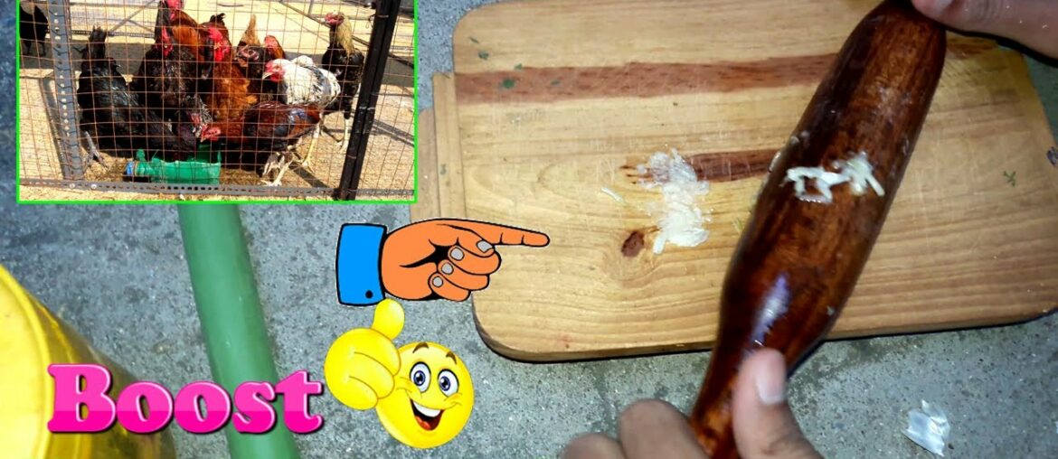 Boost Your Chicken's Immune System || Protect Chickens From Disease