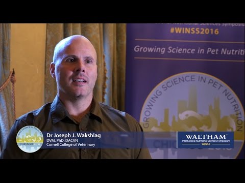 Do cats and dogs need Vitamin D supplementation?