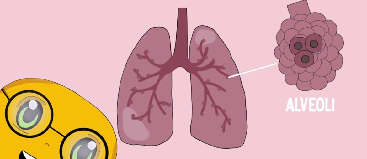 Breakthrough Junior Challenge - COVID-19 and the immune system response - Juan Bratti