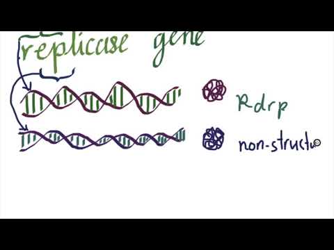 How does Covid 19 affect the immune system?