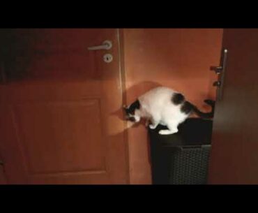 How Coronavirus breaks immune system (15 seconds version)