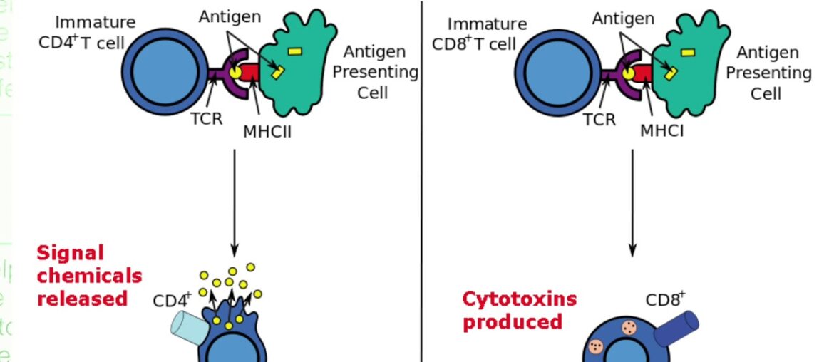 Pathological immune  response To COVID-19 virus ,