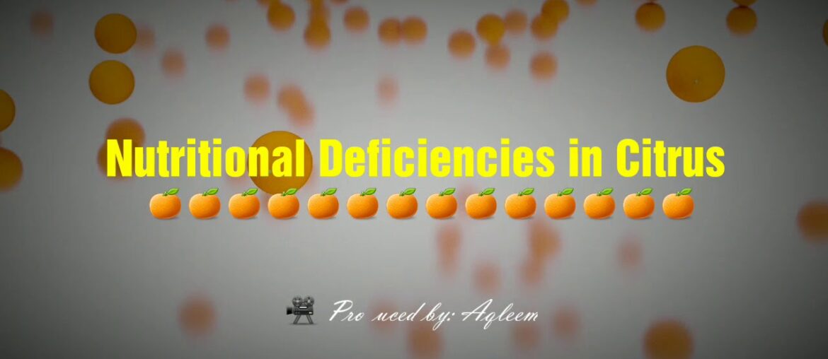 Nutritional Deficiencies or Disorders in Citrus | Symptoms on Leaves and Fruits