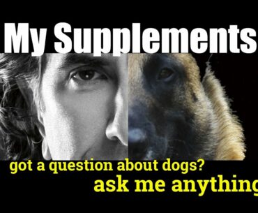 Is There a Good Vitamin Supplement for Dogs - ask me anything - Dog Health