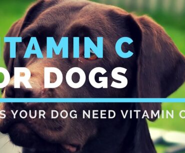 Organic Vitamin C For Dogs
