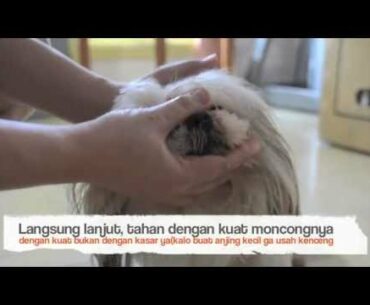 How To Feed Dogs Vitamin Supplements