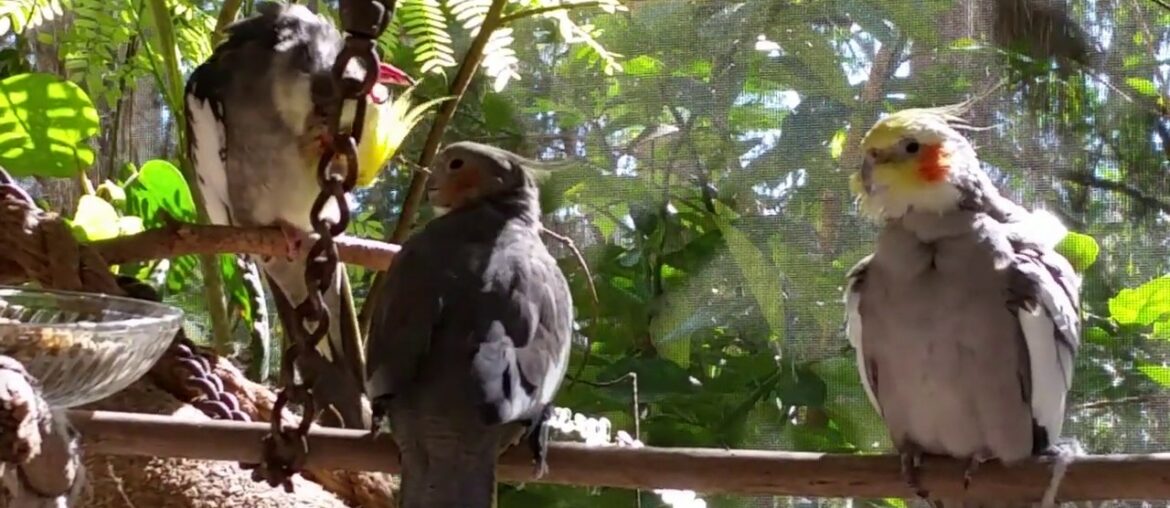 Getting Vitamin D from the Sun, Absorb Calcium