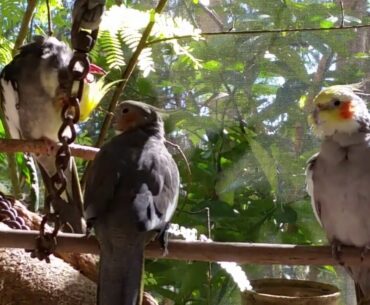 Getting Vitamin D from the Sun, Absorb Calcium